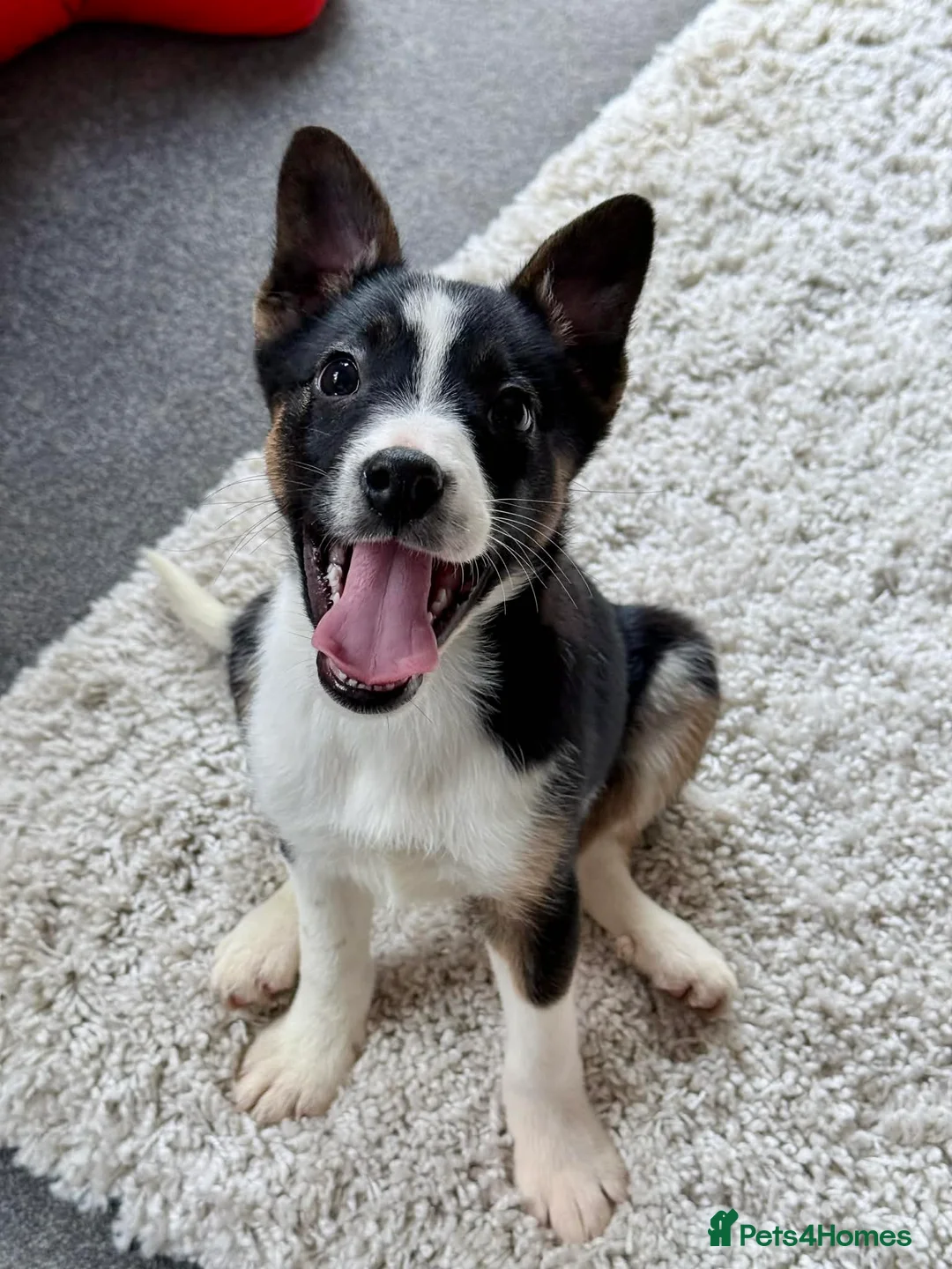 Border Collie dogs for sale: Border collie  in Worthing - Advert 1