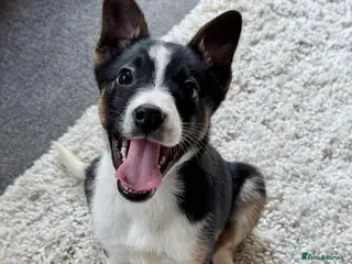 Border Collie dogs Border collie - Advert 1