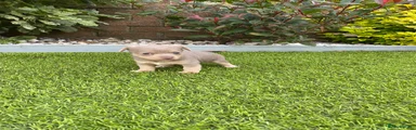 Jack Russell 2