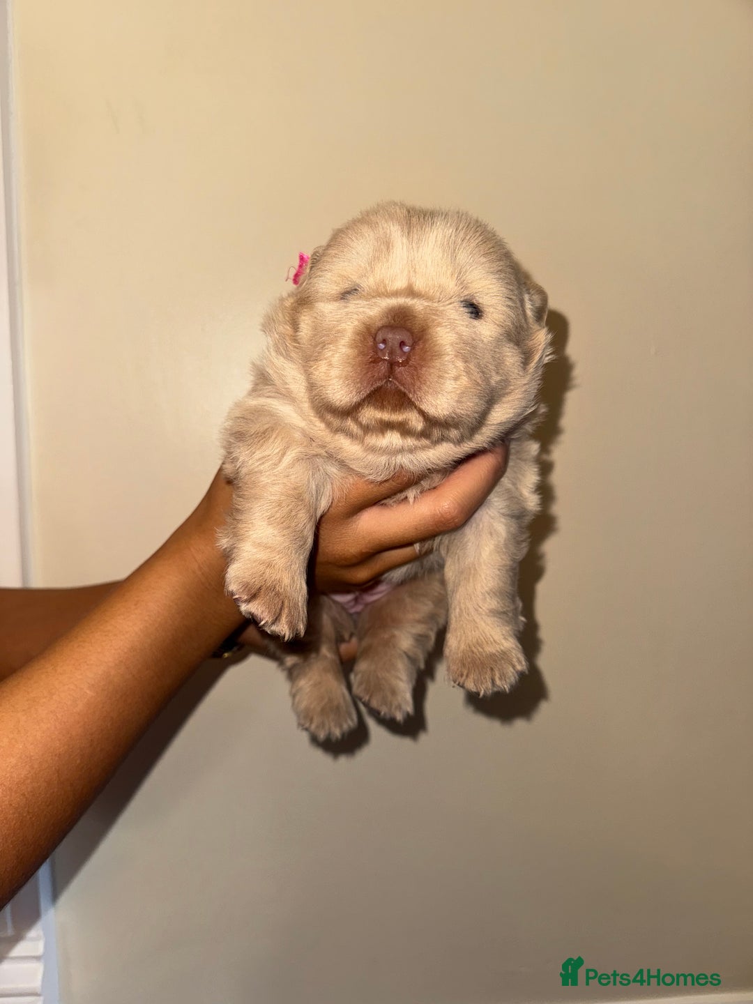 Chow Chow dogs for sale: Stunning kc reg puppies  - Advert 31