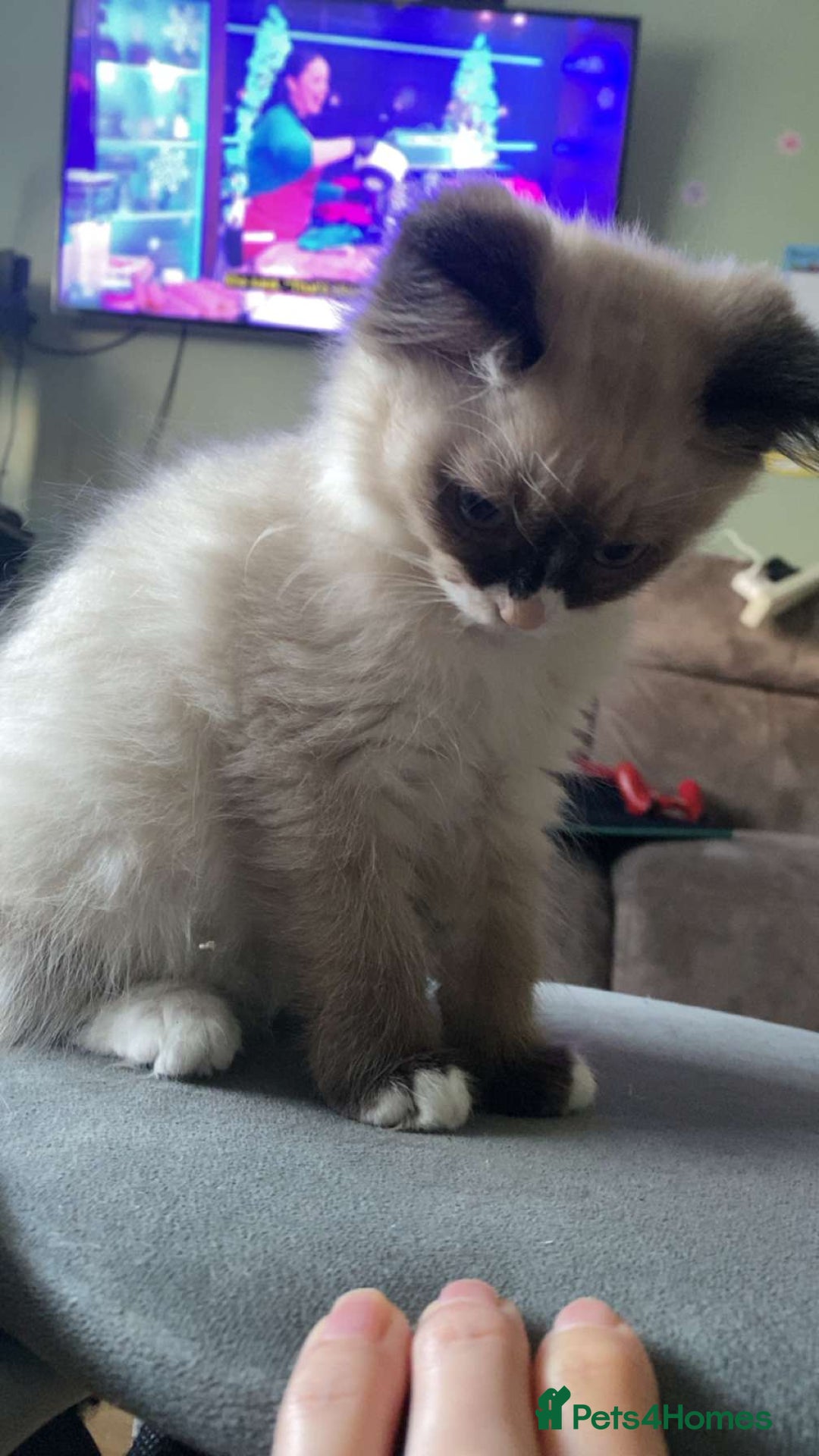 Ragdoll cats for sale: Ragdoll kitten for sale  - Advert 2