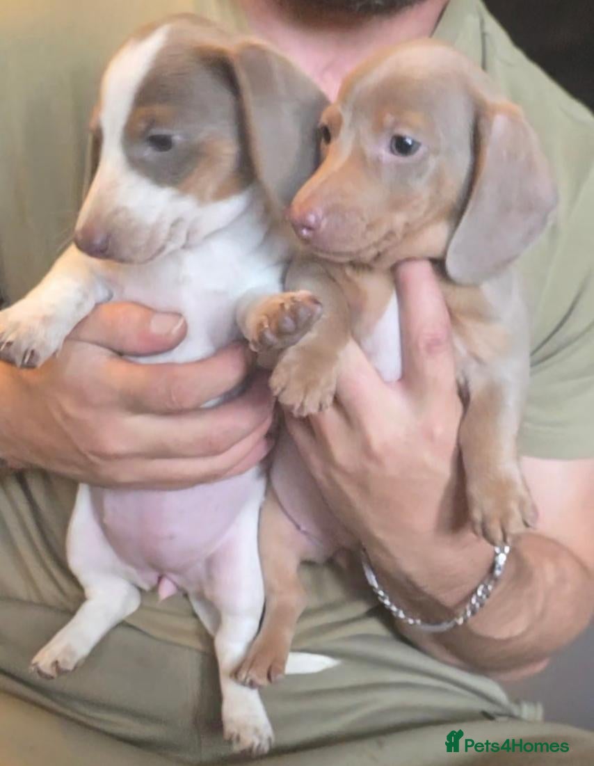 Dachshund dogs Cheeky Mini daschunds babies - Advert 2