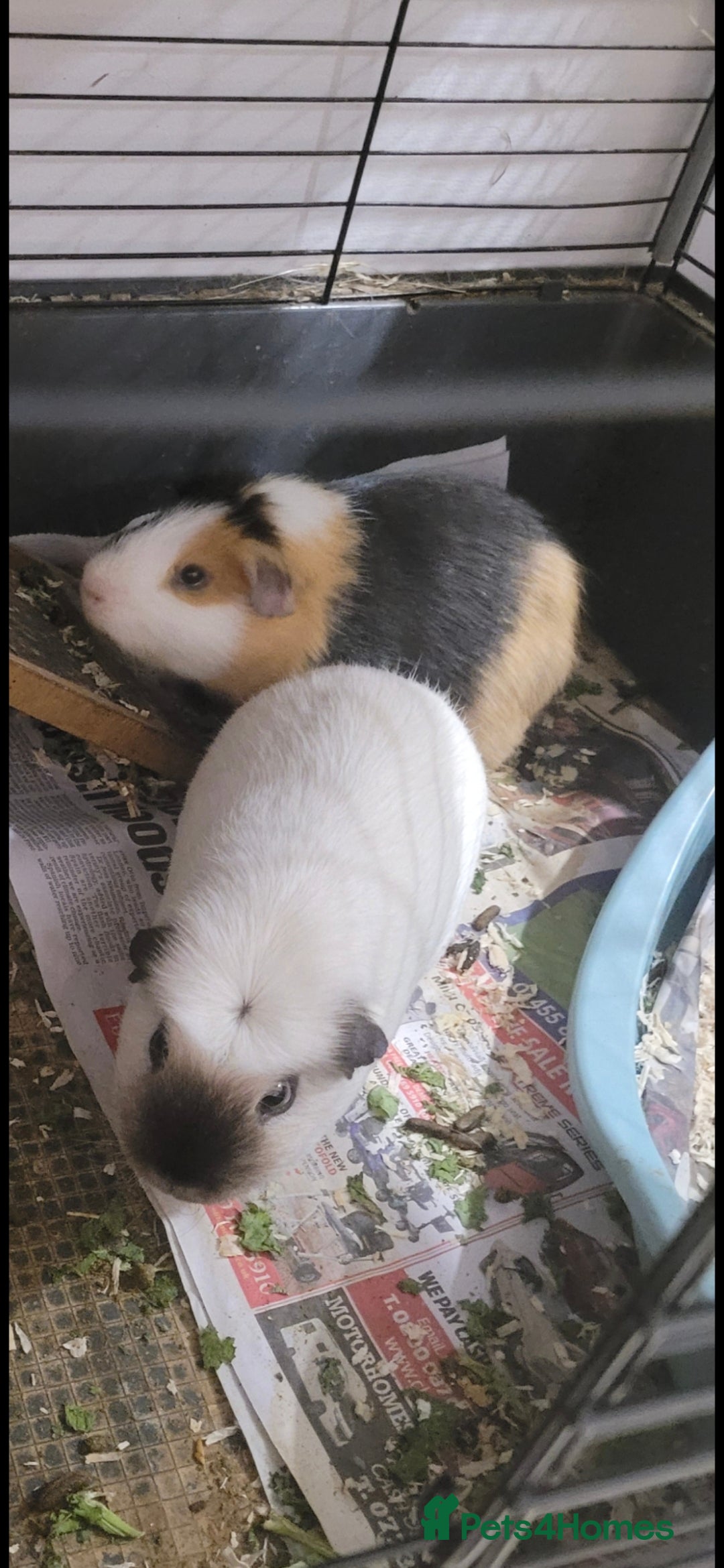 Guinea Pig rodents for sale: Piggies needing a new home - Advert 1