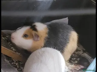 Guinea Pig rodents Piggies needing a new home - Advert 6