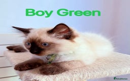 Ragdoll cats for sale: Last lovely ragdoll girl is waiting for U - Image 8