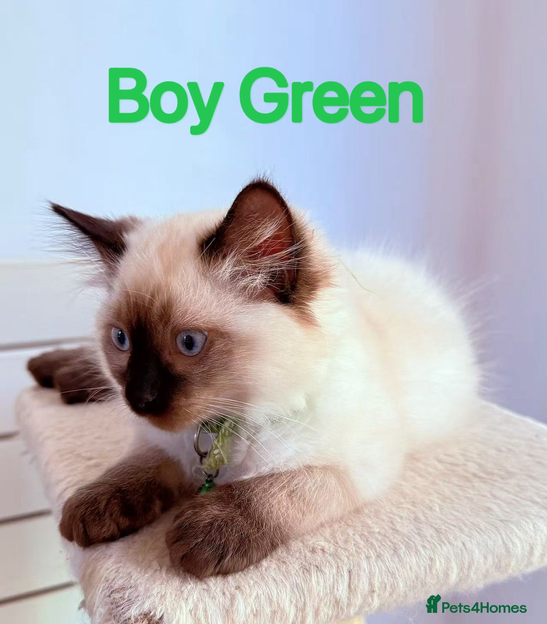 Ragdoll cats for sale: Last lovely ragdoll girl is waiting for U - Image 8