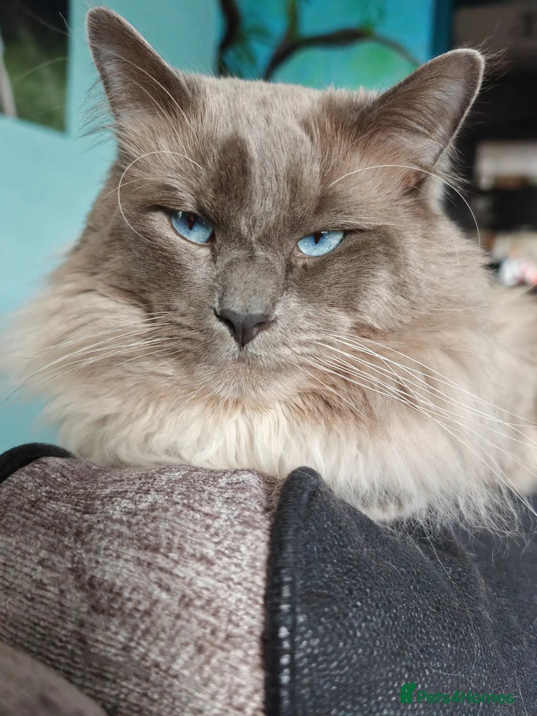 Ragdoll cats for sale: Beautifu Ragdoll Looking for a Loving Forever Home in Preston - Advert 2