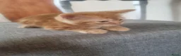 Mixed Breed cats for sale: Lovely Kittens Looking for Their Forever Homes 🐾 - Advert 3