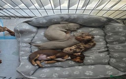 Miniature Dachshund dogs for sale: ADORABLE MINIATURE DACHSHUND PUPPIES - Image 1