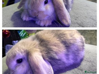 Mini Lop rabbits 🩷 Beautiful Mini Lops 🩷 - Advert 4