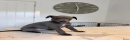 Whippet dogs for sale: KC Whippet Puppies  in Chesterfield - Advert 14