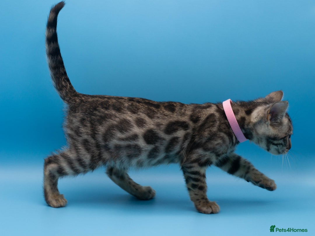 Bengal cats for sale: Beautiful TICA Registered Bengal Kittens - Advert 19