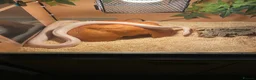 Corn Snake reptiles for sale: Corn Snake including full vivarium set up - Advert 6