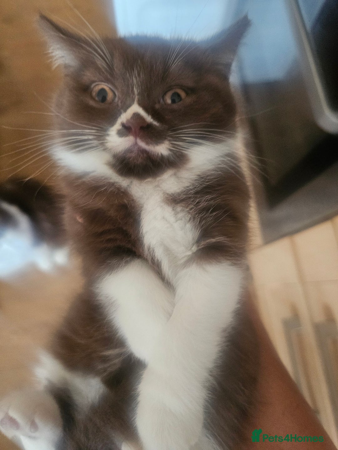 British Longhair cats for sale: British shorthair and longhair  - Image 3