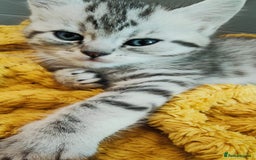 British Shorthair cats for sale: ❤️Gorgeous Scottish Fold/Straight kittens❤️ - Image 37