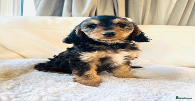 Cockapoo dogs 🔥Stunning F1 Cockapoo Puppies🔥 - Advert 9