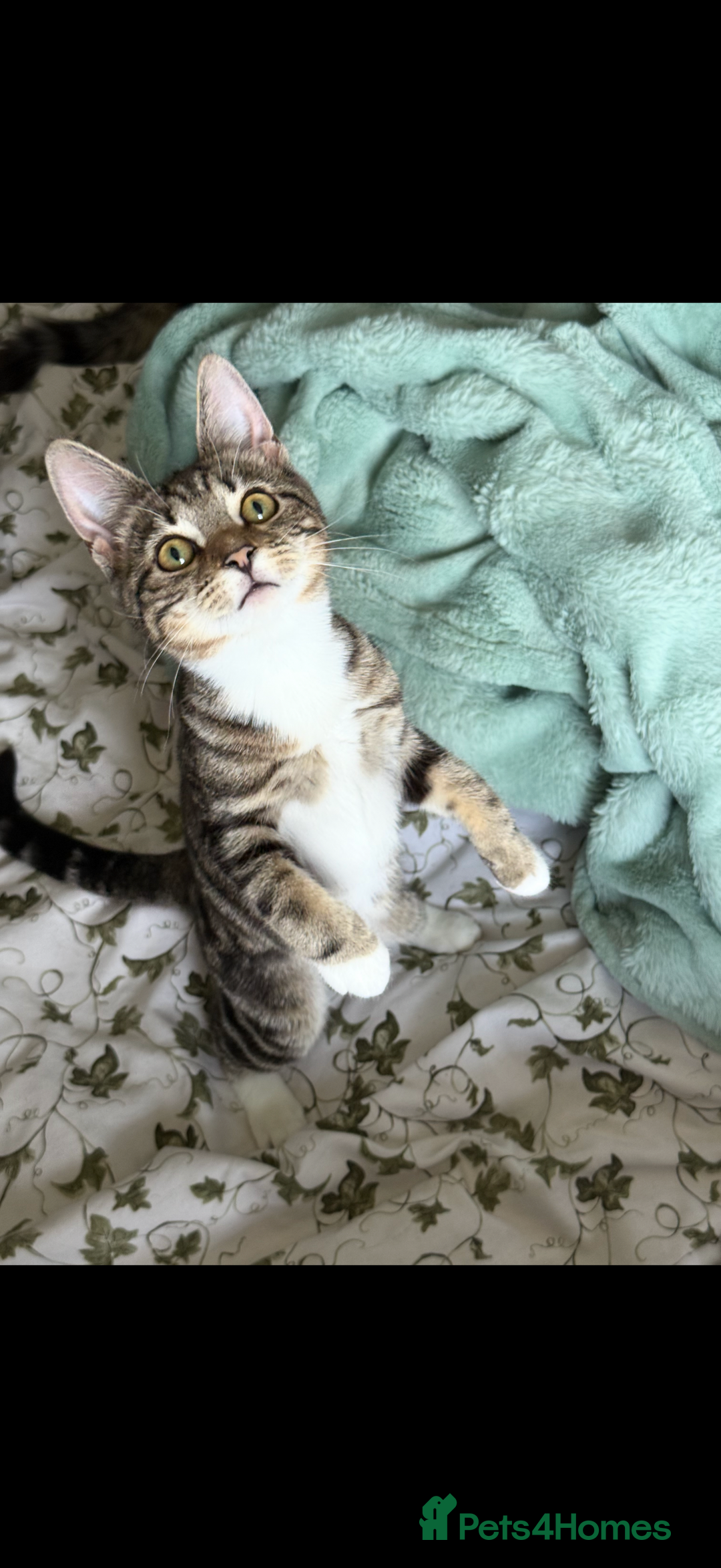 British Shorthair cats for sale: Female for sale  - Advert 2