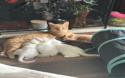 Mixed Breed cats for sale: Mainecoon x kittens  - Image 16