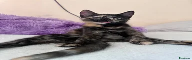 Mixed Breed 3