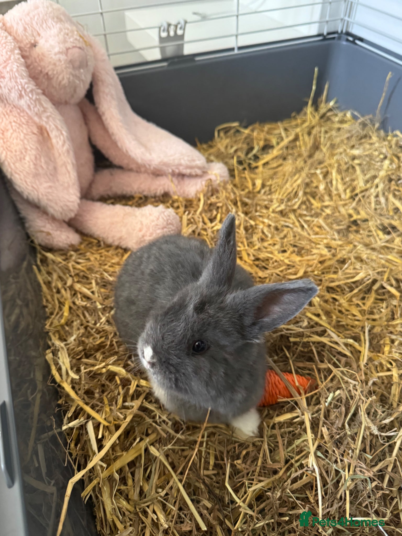 Mixed Breed rabbits for sale: Rabbit  - Advert 7