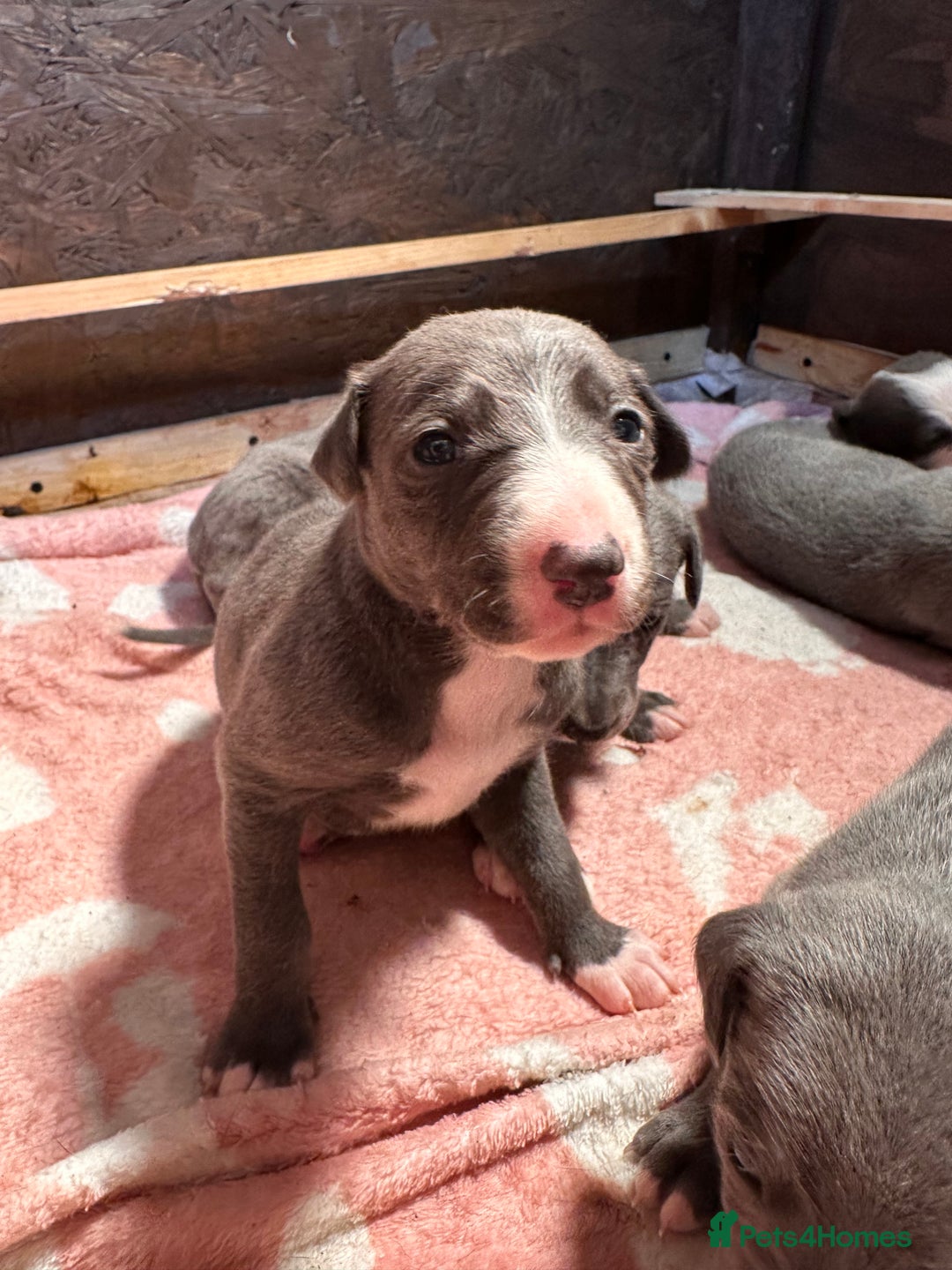 Mixed Breed dogs for sale: ❤️Beautiful whippet x greyhound puppies ❤️ - Image 4