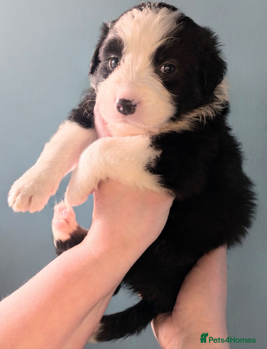 Mixed Breed dogs for sale: Beautiful Bordernese Puppies - Advert 21