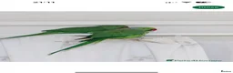 Ringnecks birds for sale: Rehome my indian ringneck pair - Advert 4
