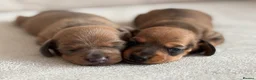 Miniature Dachshund dogs for sale: Miniature dachshund puppies  - Advert 16
