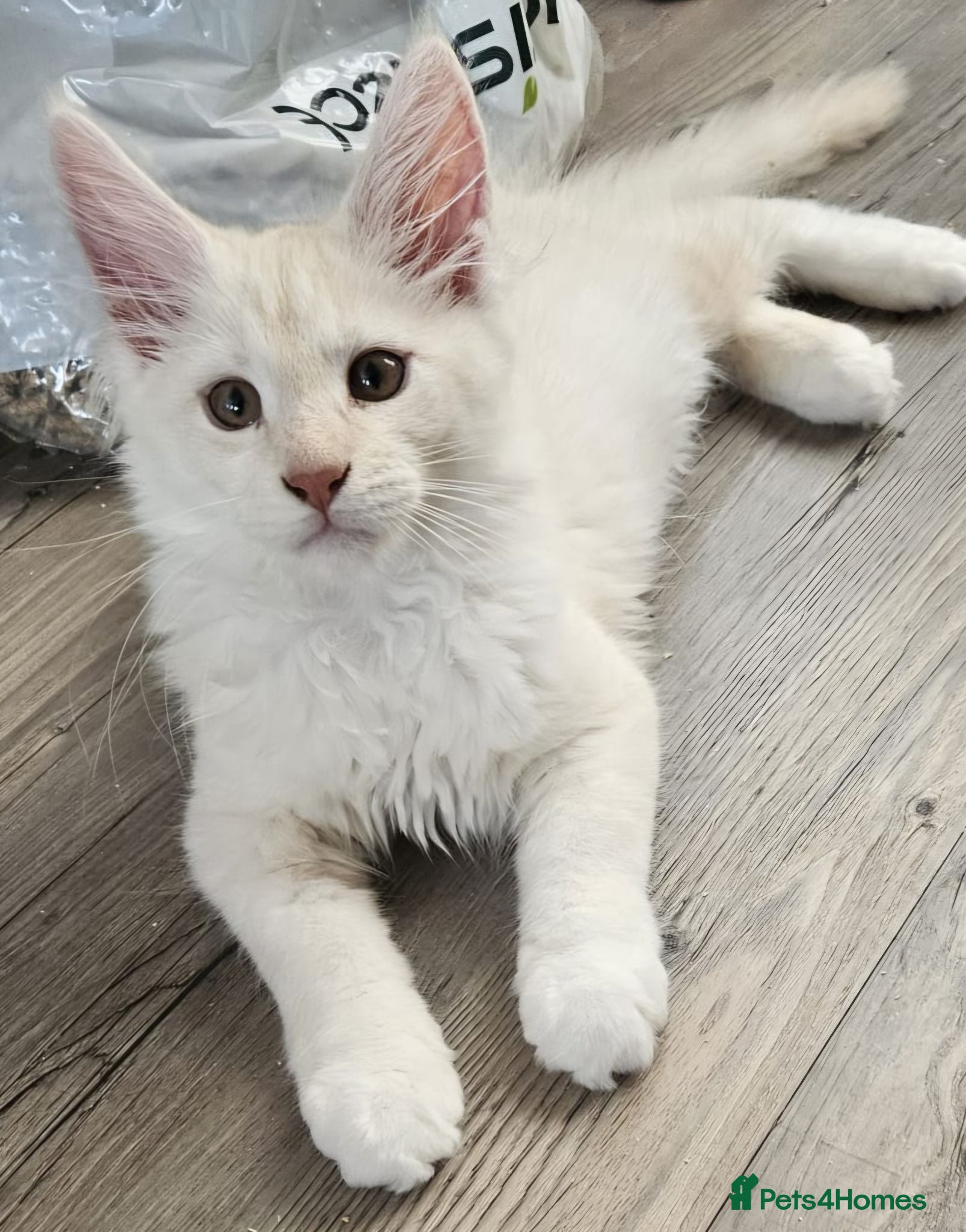 Maine Coon cats Ready now TICA registered Maine Coon kitten's - Advert 1