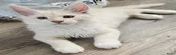 Maine Coon cats for sale: Ready now TICA registered Maine Coon kitten's - Advert 1