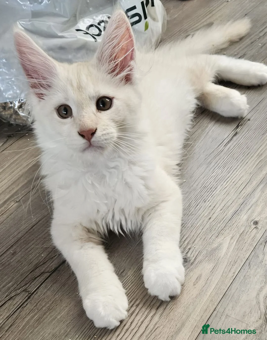 Maine Coon cats for sale: Ready now TICA registered Maine Coon kitten's - Advert 1