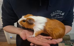 Guinea Pig rodents for sale: 2 1 year old male guinea pigs and cage - Image 5