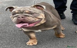 English Bulldog dogs for sale: British bulldog male  - Image 9