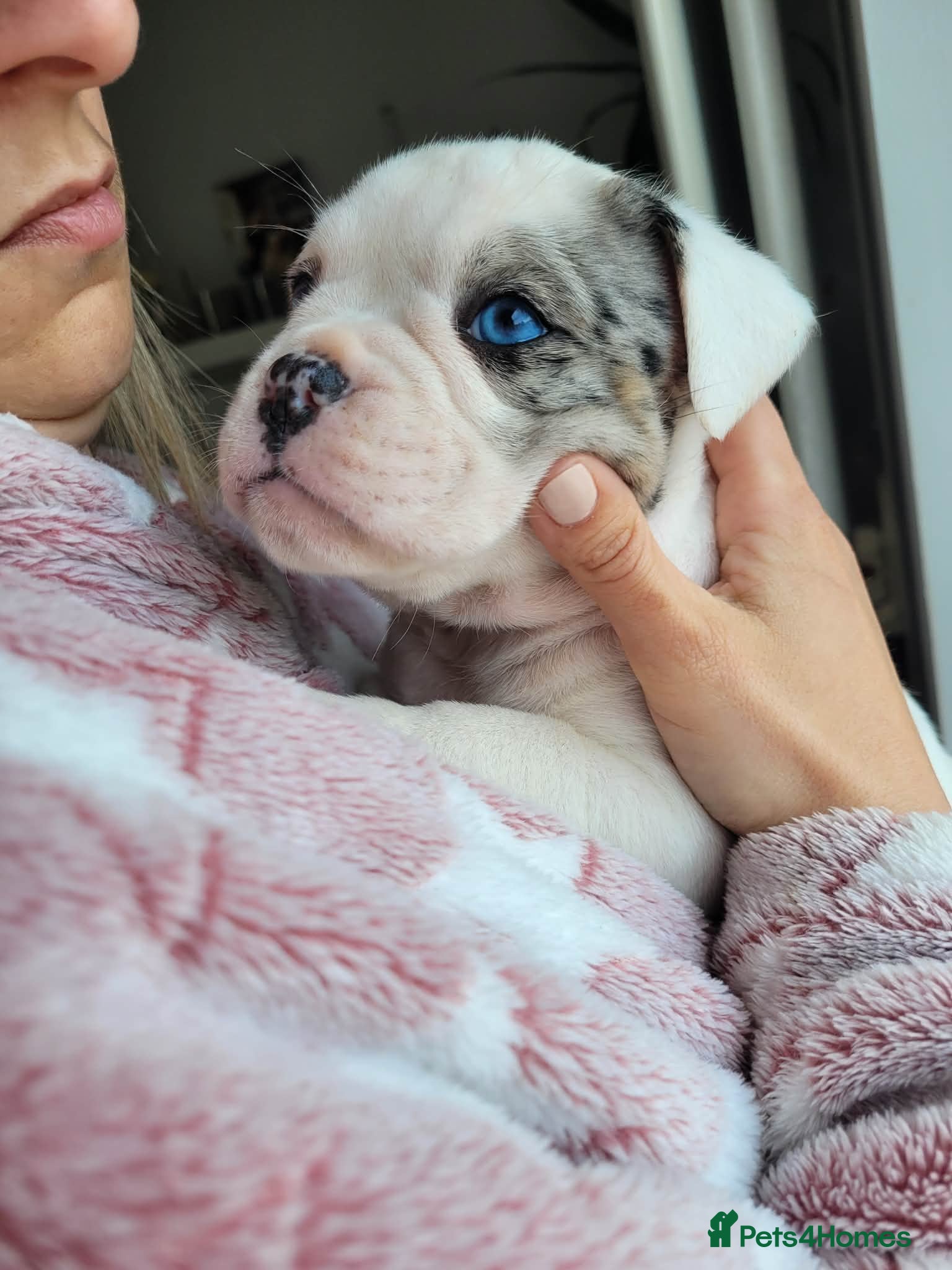 Olde English Bulldogge dogs Stunning litter of Olde English Bulldogge puppies  - Advert 19