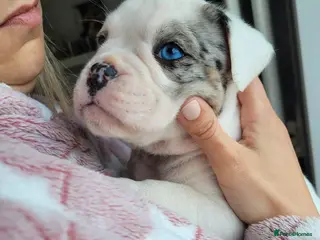 Olde English Bulldogge dogs Stunning litter of Olde English Bulldogge puppies - Advert 3