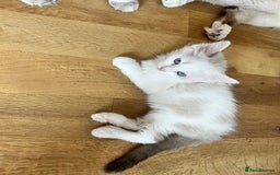Ragdoll cats for sale: Ragdoll Kittens - Image 15