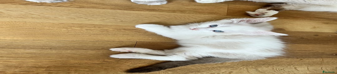 Ragdoll Kitten 4
