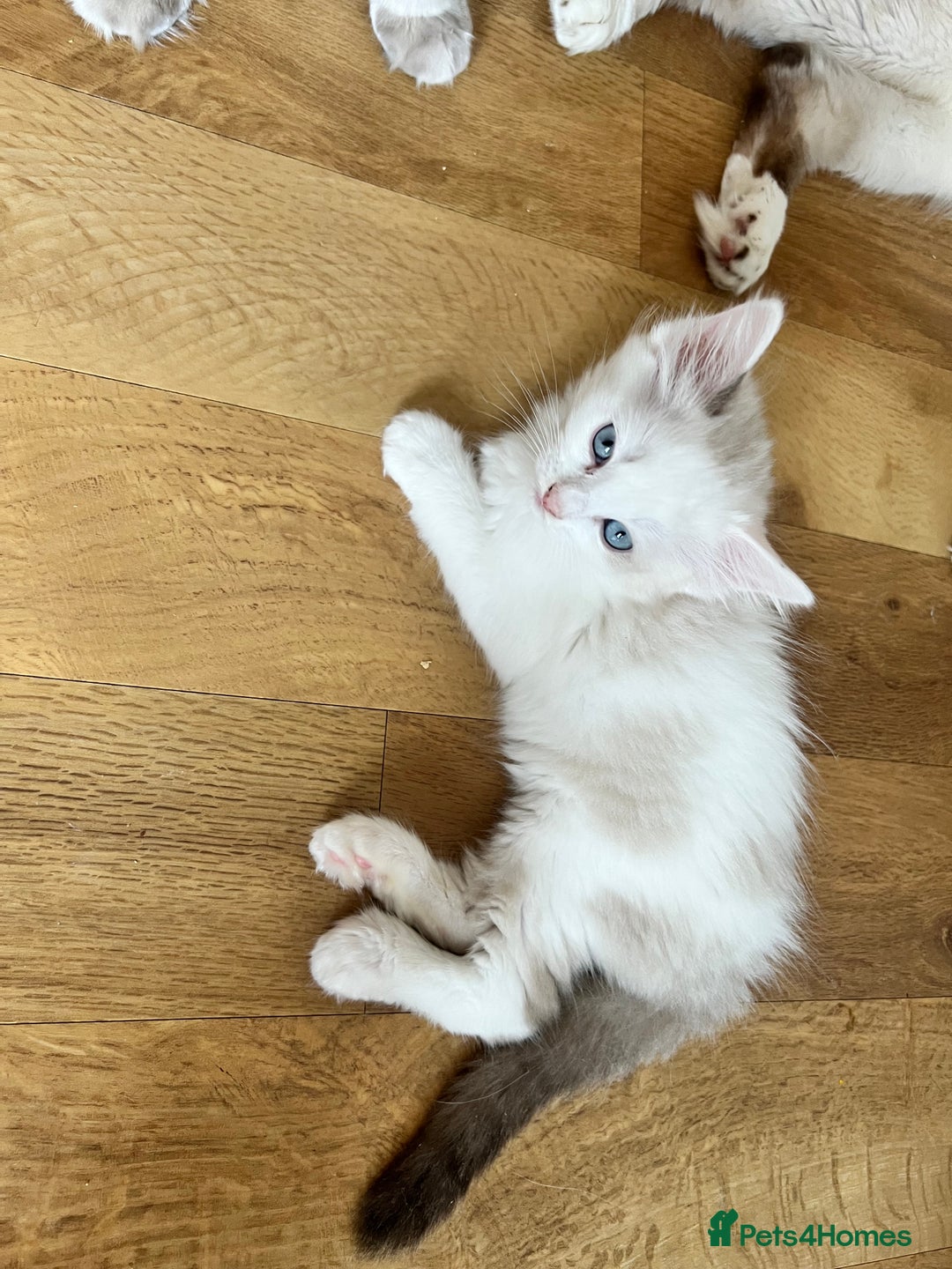 Ragdoll cats for sale: Ragdoll Kittens - Image 15