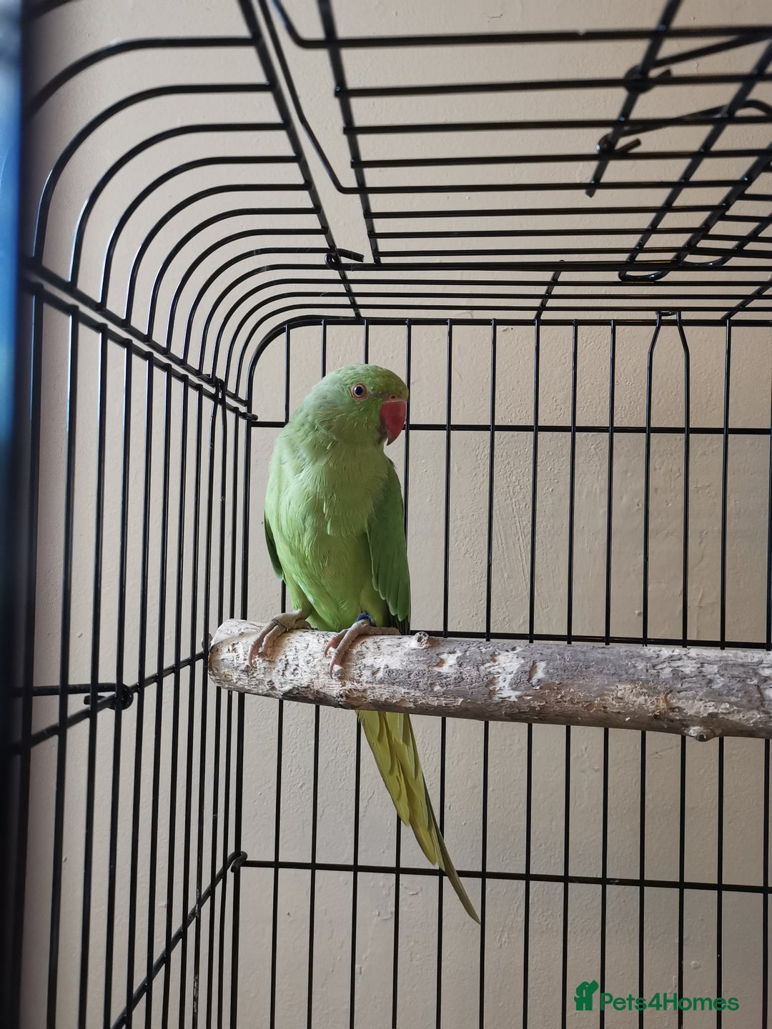 Ringnecks birds for sale: Green ringneck parrot baby  - Image 4