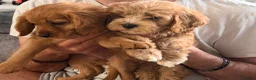 Cavapoo dogs for sale: Cavapoos puppies for sale  - Advert 32