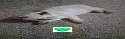 Ragdoll cats for sale: Pure ragdolls ready for there new homes 1st July  - Advert 10