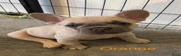 French Bulldog dogs for sale: KC French bulldog puppies - Advert 18