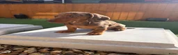 Miniature Dachshund dogs for sale: Miniature dachshund puppies - Advert 5