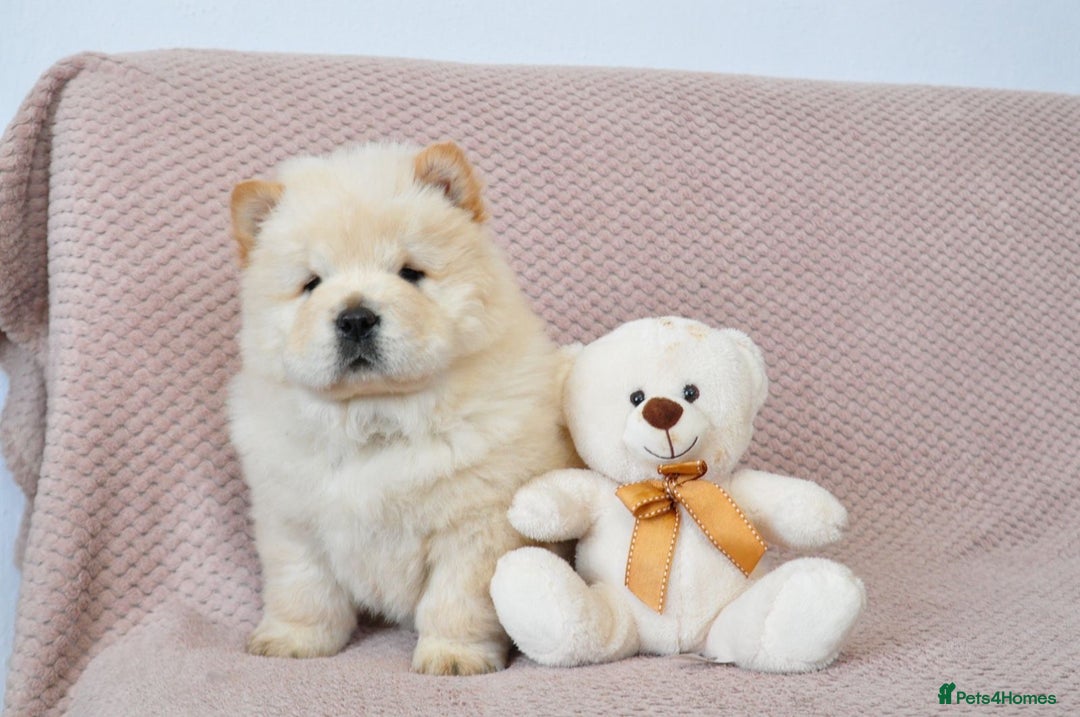 Chow Chow dogs for sale: Pedigree Chow Chow puppies available 🐶 - Advert 13