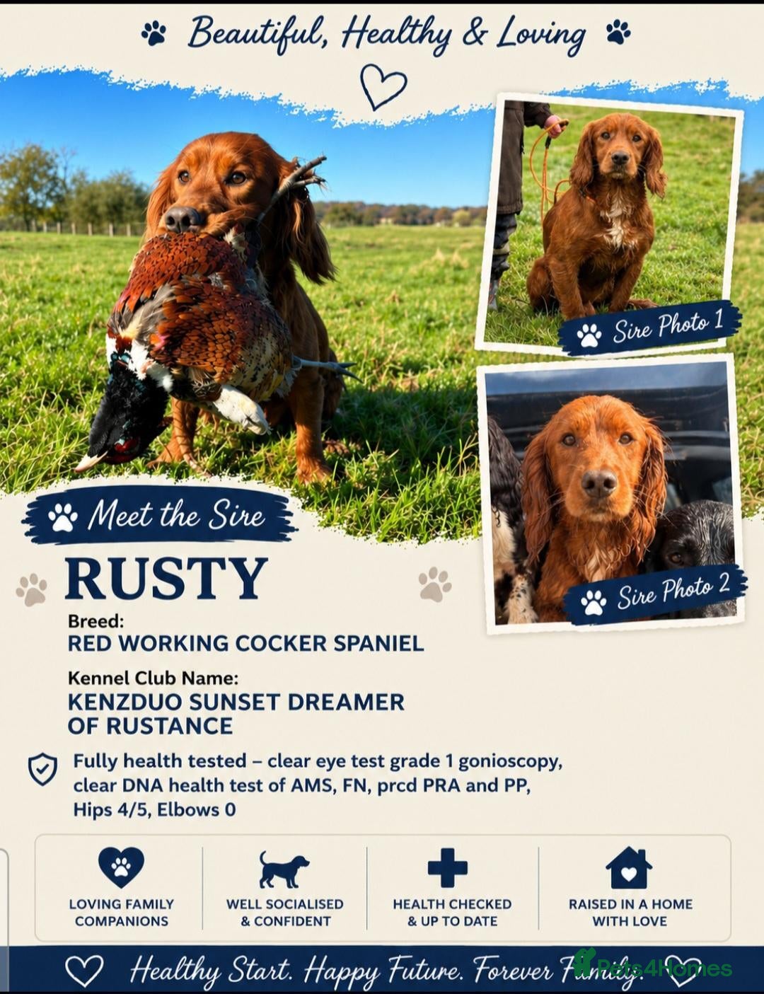 Cocker Spaniel dogs for sale: KC Reg Red Working Cocker Spaniel Puppies - Advert 2