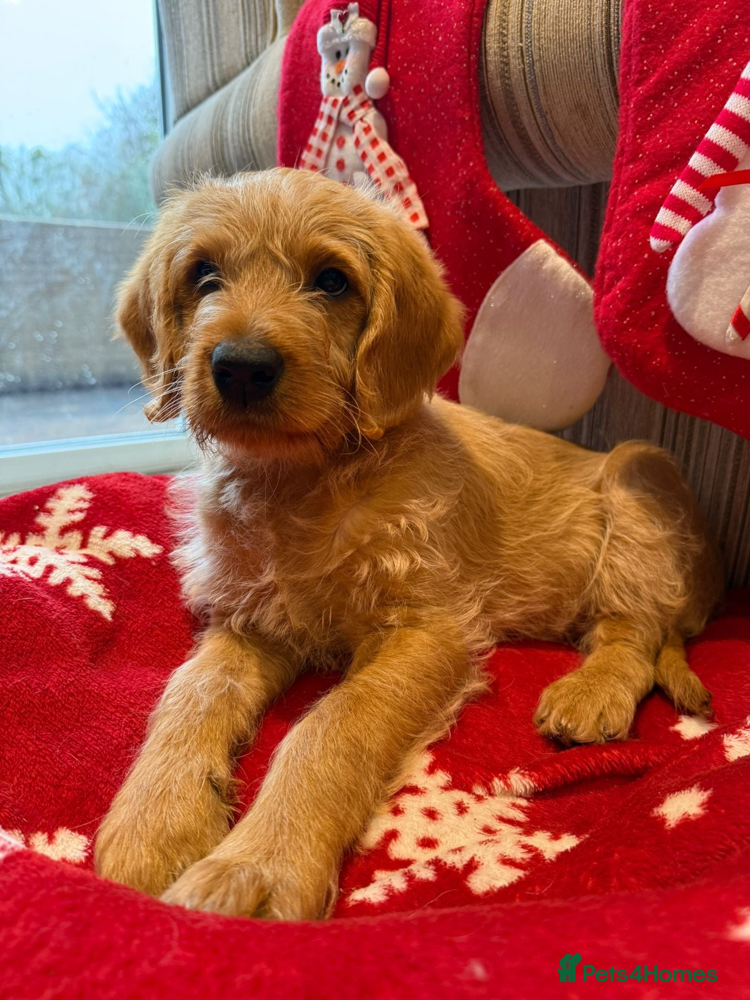 Australian Labradoodle dogs Australian Labradoodle Puppies F1b - Advert 1