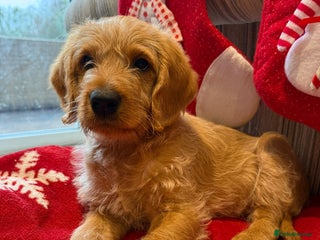 Australian Labradoodle dogs Australian Labradoodle Puppies F1b - Advert 16