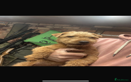 Lakeland Terrier dogs for sale:  red Lakeland terrier female for sale  - Advert 7