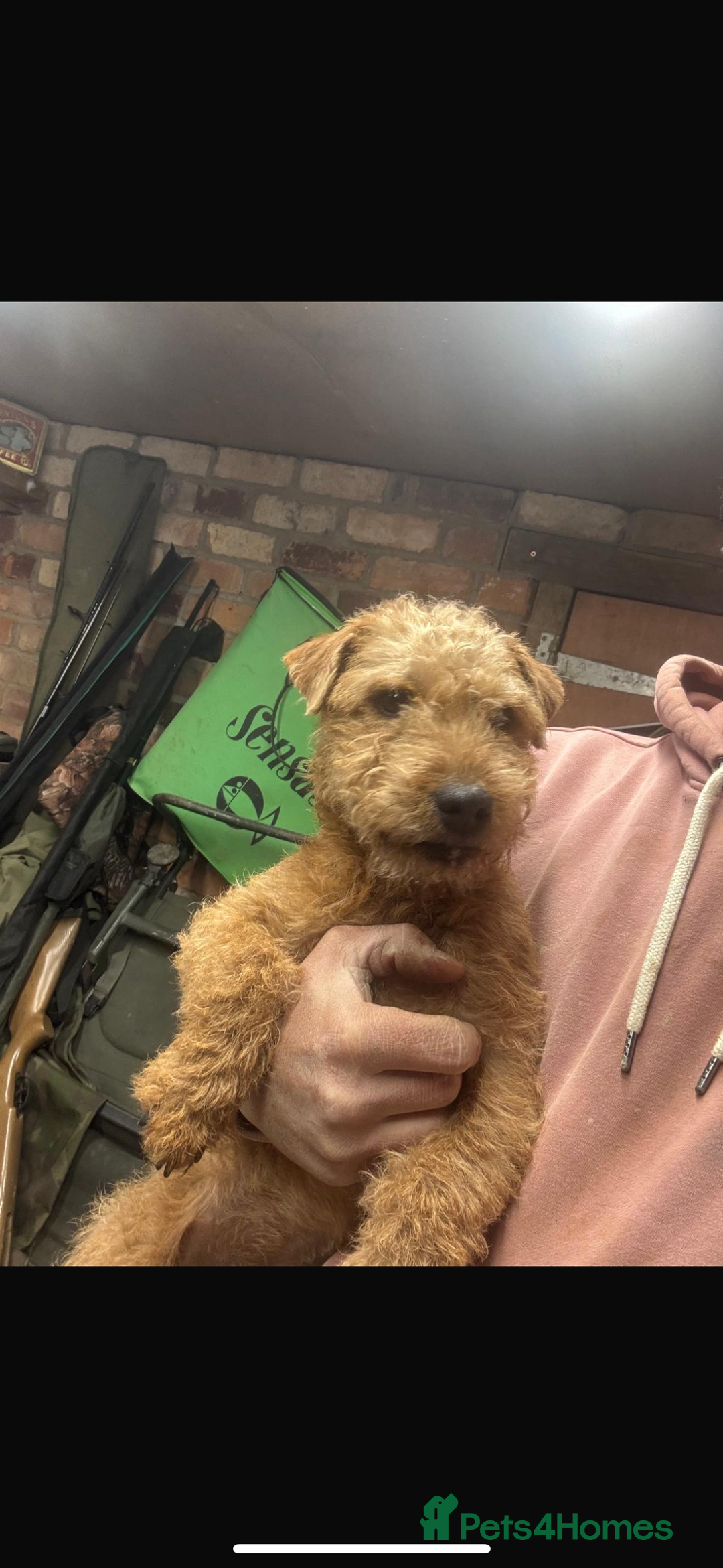 Lakeland Terrier dogs for sale:  red Lakeland terrier female for sale  - Advert 7