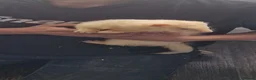Ferret rodents for sale: Trio of Ferrets - Advert 5